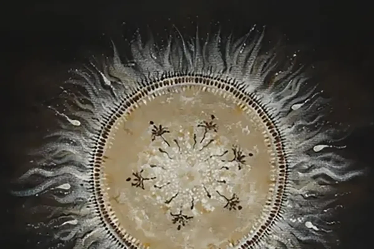 Equilibrium estrena videoclip “Bloodwood”